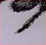 Bed sheet spider.JPG