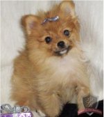 TinkerBell03.jpg