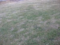 2-4-11 LAWN 001.jpg