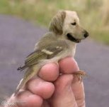 dogbird.jpg