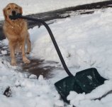 Enterprising Golden Retriever.jpg