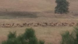 elk.jpg