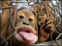 Funnu Monkeys.jpg
