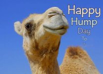 Happy Hump Day.jpg