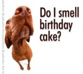 Do I Smell Cake 02.jpg