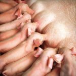 piglets.jpg