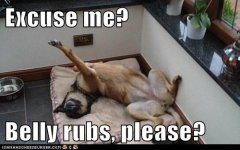 bellyrubs.jpg