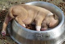 Ran Our Of Awake, But Not Hunger.jpg
