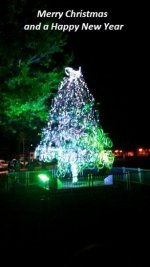 Bike Tree.jpg
