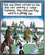 straybar.jpg