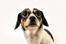 scared_dog.jpg