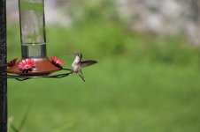 IMG_1071y.jpg