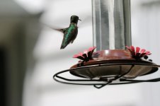 IMG_1319y.jpg