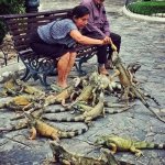 Feeding the Birds.jpg