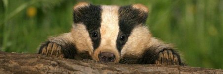 badger.jpg