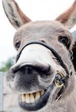 Donkey.jpg
