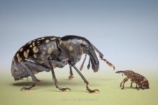 Lesser of Two Weevils.jpg