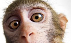 monkey-close-up_2025861i.jpg