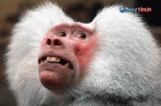 super_ugly_monkey.jpg