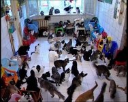 130catstrailerhouse.jpg