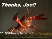 crayfish_oneN.jpg