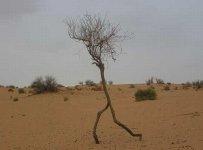 Run Forest Run.jpg