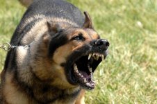 snarling-dog-e1360684279321.jpg