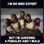 bird.jpg