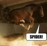 horse.jpg