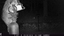 raccoon1.jpg