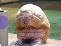 cant-look.jpg