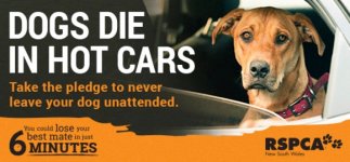 dogs cars.jpg