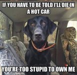 Dog-Stupid.jpg