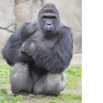Harambe.jpg