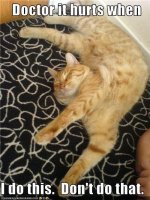 contorted-cat.jpg