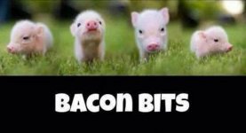 bacon bits.jpg
