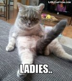funny-cat-pictures-with-captions13.jpg