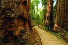 Calaveras Big Trees 4.jpg