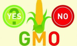 2015-12-22-1450816296-3215262-GMO_labeling-thumb.jpg