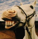 smiling-horse.jpg