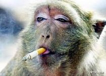 monkey 7.jpg