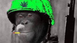 Monkey with helmet.jpg