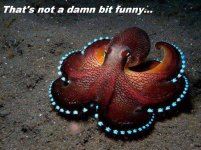 coconut-octopus-1.jpg