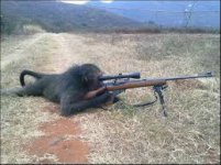 monkey 6.jpg