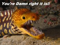 Fangtooth_moray.jpg