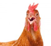 chicken3.jpg