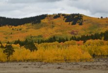 Aspens at Kenosha Pass.jpg Aspens at Kenosha Pass.jpg