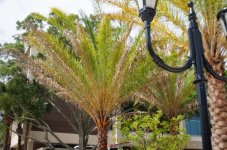 sylvester-palms-going-brown.jpg