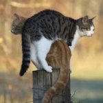 cat post.jpg