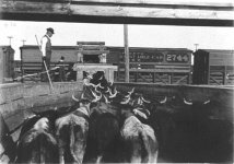 cattle_train.jpg